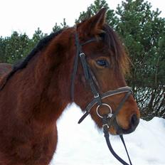 New Forest Lundgaards Kahlua 