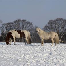 Welsh Pony (sec B) Aastrupgaards Safir