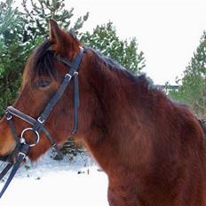 New Forest Lundgaards Kahlua 