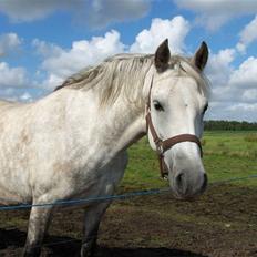 New Forest Dalen's Bella