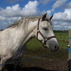 New Forest Dalen's Bella