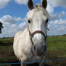 New Forest Dalen's Bella