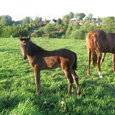 Dansk Varmblod Ulriksmindes Lucky Dice