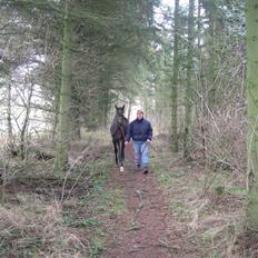 Dansk Varmblod Ulriksmindes Lucky Dice