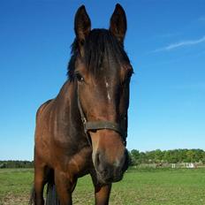 Anden særlig race Lundgaards Bacardi 