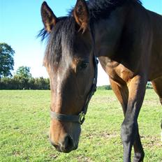 Anden særlig race Lundgaards Bacardi 