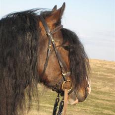 Irish Cob Troja solgt