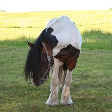 Irish Cob Troja solgt