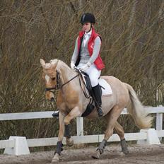 New Forest Stegstedgaards Marie Jo  