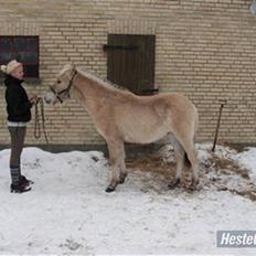 Fjordhest Ågerupgårds Valesco