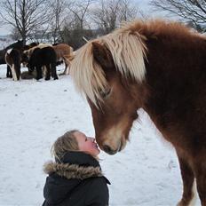 Islænder Fjóla fra freersvang 