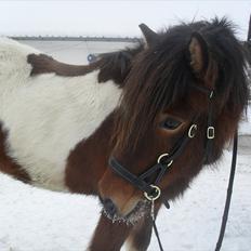 Islænder Fjörgull fra freersvang