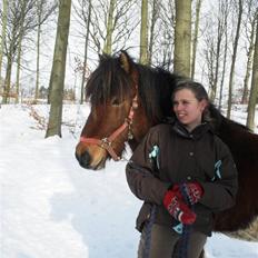 Islænder Fjörgull fra freersvang