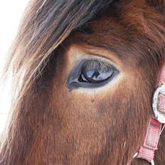 Islænder Fjörgull fra freersvang