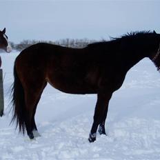 Anden særlig race Samba Time