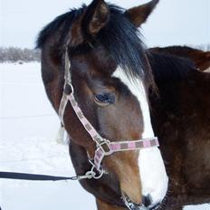 Anden særlig race Samba Time