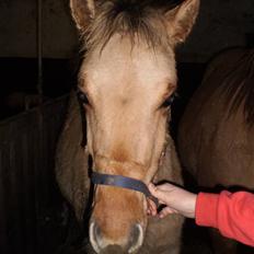 Anden særlig race Østermarkens Marcus