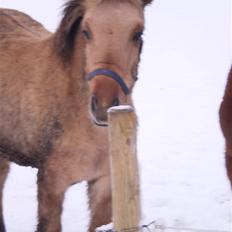 Anden særlig race Østermarkens Marcus