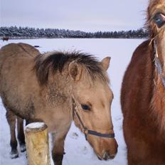 Anden særlig race Østermarkens Marcus