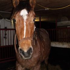 Anden særlig race Østermarkens Starlight 