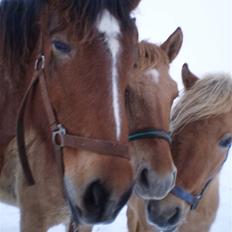 Anden særlig race Østermarkens Starlight 