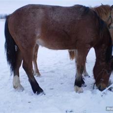 Anden særlig race Østermarkens Starlight 