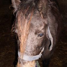 Shetlænder Lille Lise