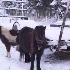 Shetlænder Lille Lise