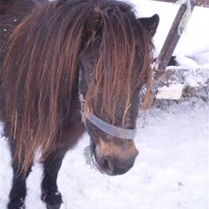 Shetlænder Lille Lise