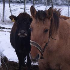 Anden særlig race Bueno