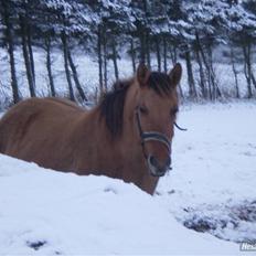 Anden særlig race Bueno