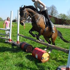 Anden særlig race  Sussi