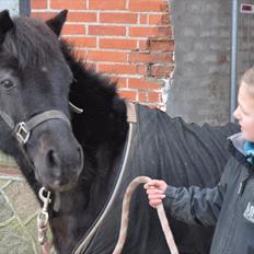 Anden særlig race Tornado SOLGT