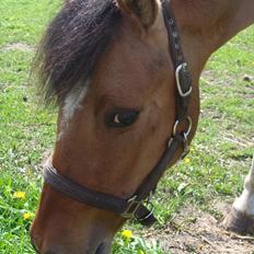 Anden særlig race Topper (SOLGT)