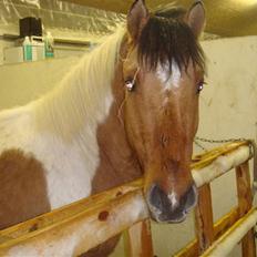 Anden særlig race Topper (SOLGT)