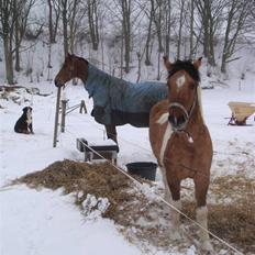 Anden særlig race Topper (SOLGT)