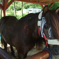 Islænder Múninn fra Lykkegården