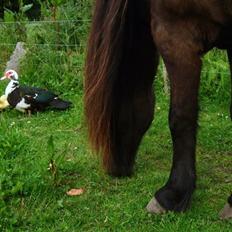 Islænder Múninn fra Lykkegården