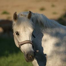 New Forest Lundemarksgårds Scarlet O'hara