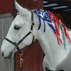 Dansk Varmblod Heslegård´s Ronja