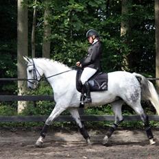 Dansk Varmblod Heslegård´s Ronja