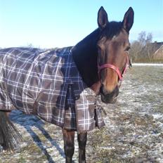 Dansk Varmblod Schuberts tinki vingi