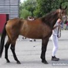 Dansk Varmblod Schuberts tinki vingi