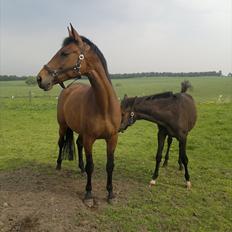 Dansk Varmblod Schuberts tinki vingi