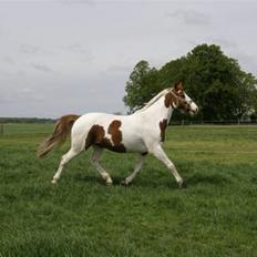 Pinto Marott's Mercurial Paide