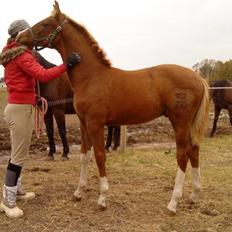 Dansk Varmblod Borregaards Camilo