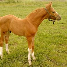 Dansk Varmblod Borregaards Camilo