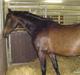 Dansk Varmblod Patou`s Speedy