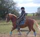 Welsh Pony af Cob-type (sec C) Jacki