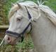 Welsh Pony (sec B) Aastrupgaards Safir